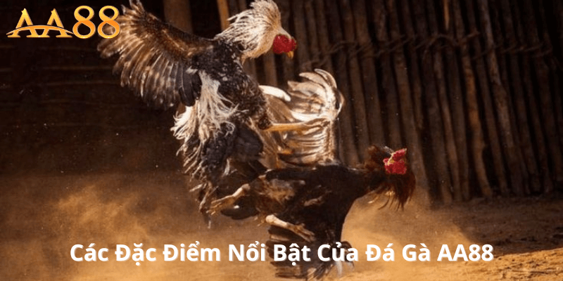 Các Đặc Điểm Nổi Bật Của Đá Gà AA88