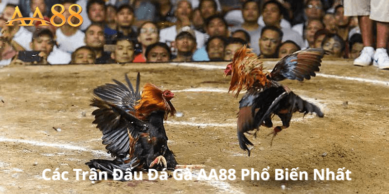Các Trận Đấu Đá Gà AA88 Phổ Biến Nhất