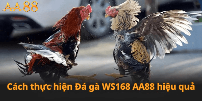 Cách Thực Hiện Đá Gà WS168 Hiệu Quả 