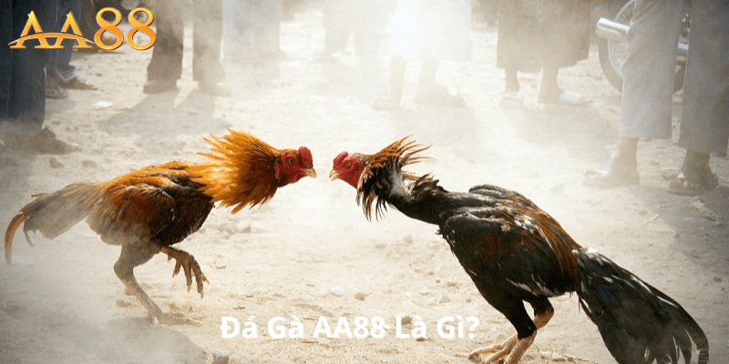 Đá Gà AA88 Là Gì?