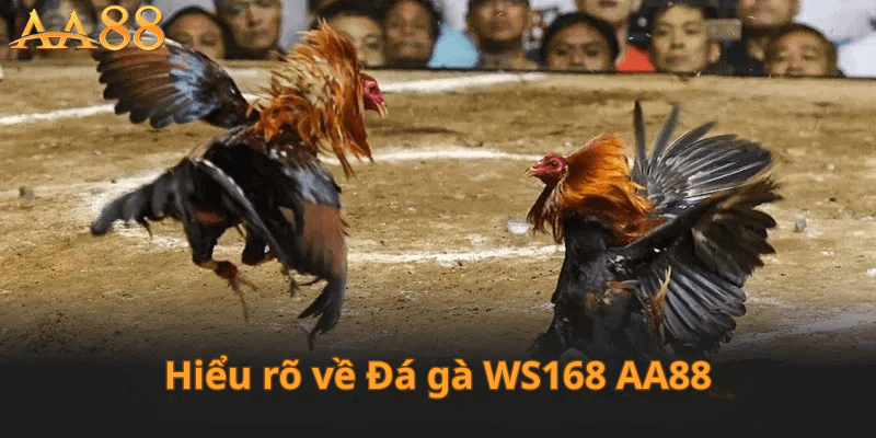 Hiểu Rõ Về Đá Gà WS169 AA88