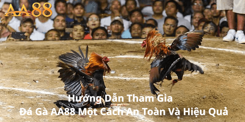 Hướng Dẫn Tham Gia Đá Gà AA88 Một Cách An Toàn Và Hiệu Quả
